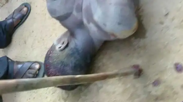 Vigilante Group Beats Rapist Mercilessly In Ibeshe Area Of Ikorodu (See Photos)